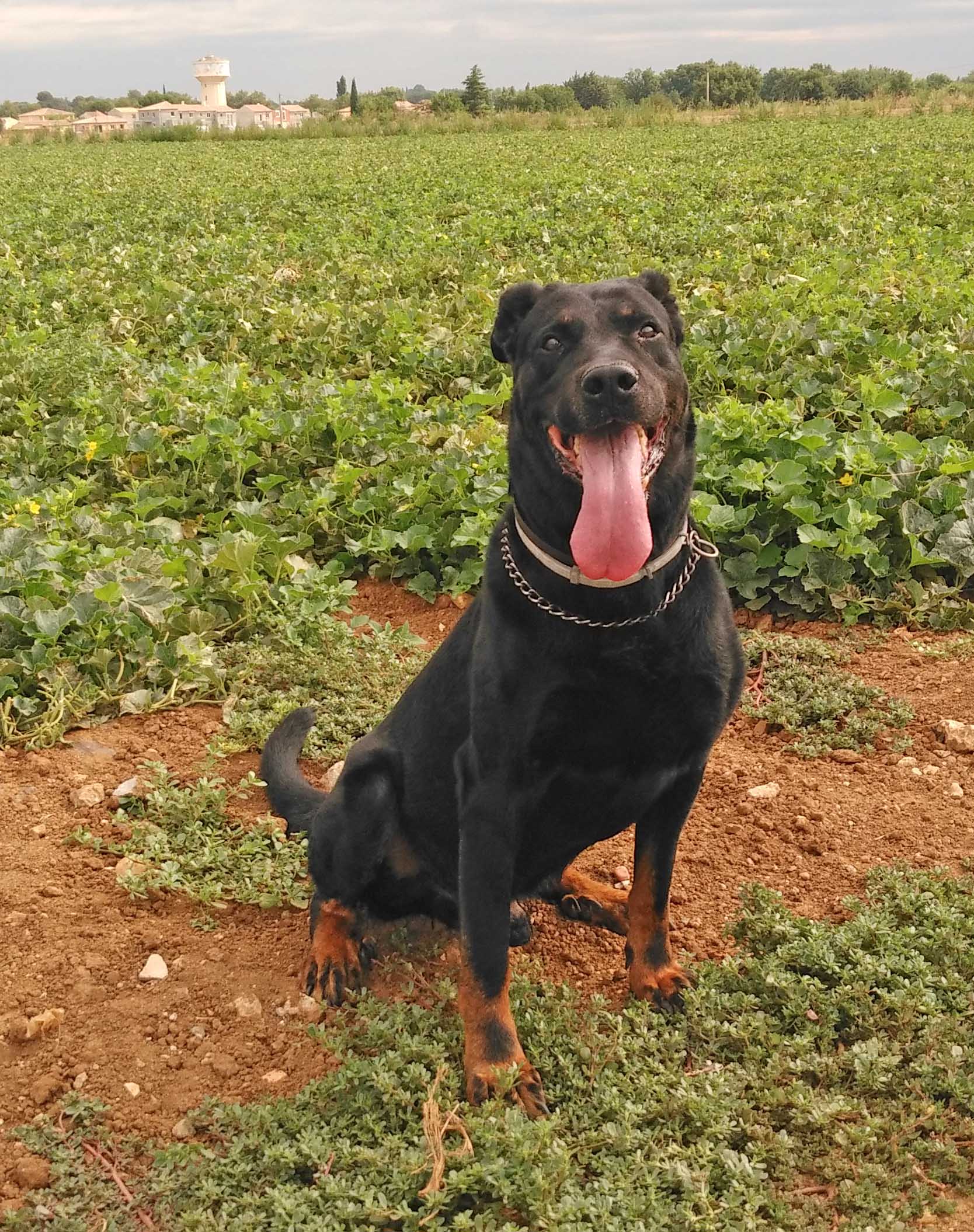  domainedelalicorne.fr photo chien beauceron photo chiot beauceron Elevage de beauceron chiot beauceron pure race élevage du clos de la licorne elevage des gardiens de la licorne elevage beauceron noir et feu authentique gros gabarits élevage de Beauceron familial sérieux et qualité domainedelalicorne.fr suivi des chiots conseil d’éducation chiot propre bas rouge santé caractère spécialiste du beauceron noir et feu ou arlequin chien rustique berger de France  nos chiots sont élevés avec amour et attention notre passion au service de la qualité Beauceron de qualité et sportif domaine de la licorne 04380 BARRAS élevage en liberté éleveur berger de beauce élevage de beauceron de travail 06 11 20 51 93 site domainedelalicorne.fr mail domainedelalicorne@gmail.com